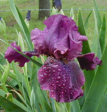 JPEG image