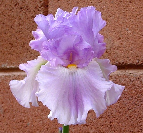 JPEG image