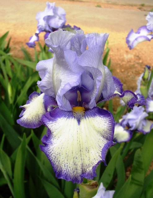 JPEG image