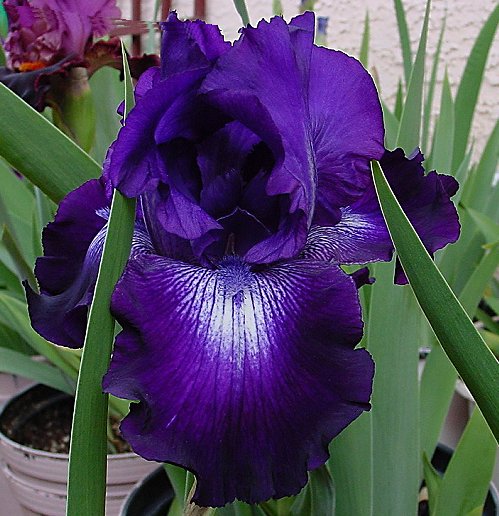 JPEG image