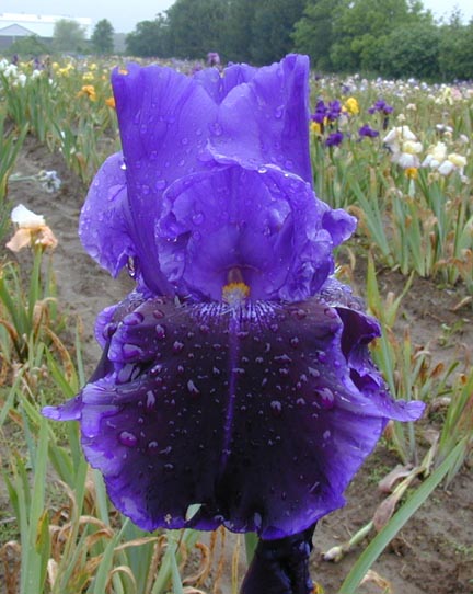 JPEG image