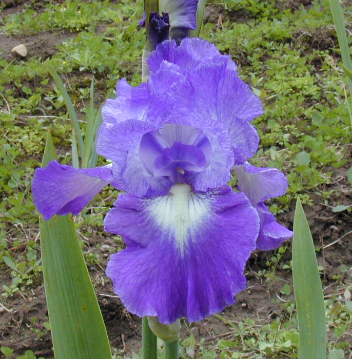 JPEG image