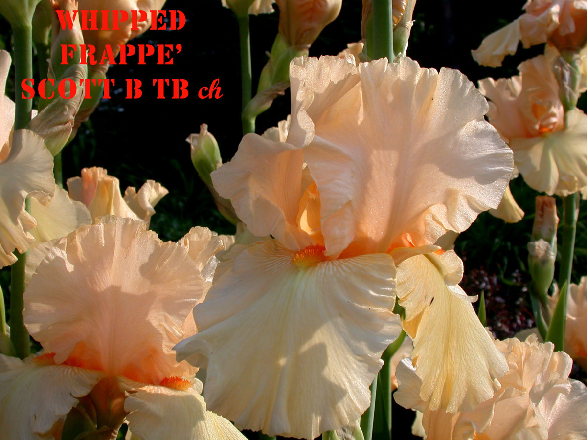 JPEG image