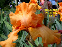 JPEG image