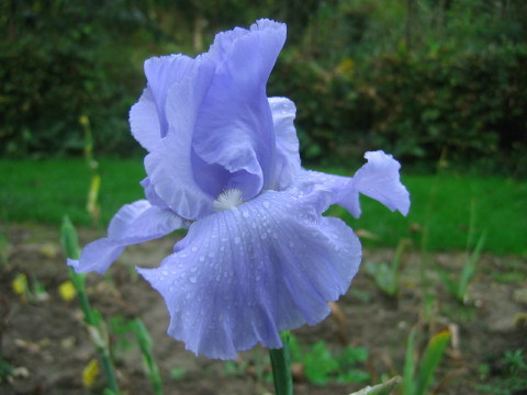 JPEG image