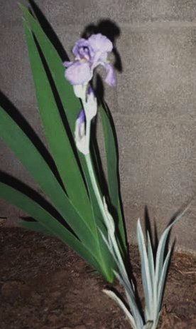 JPEG image