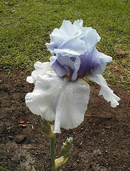 JPEG image