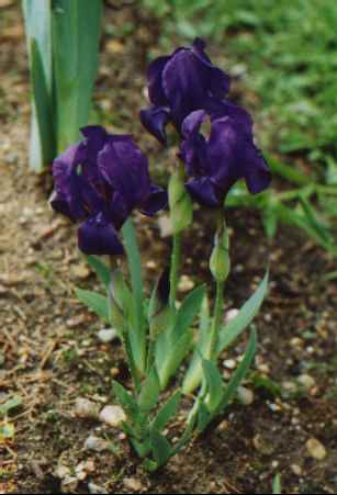JPEG image