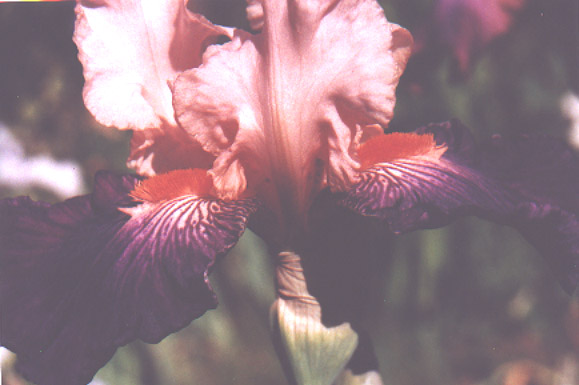 JPEG image