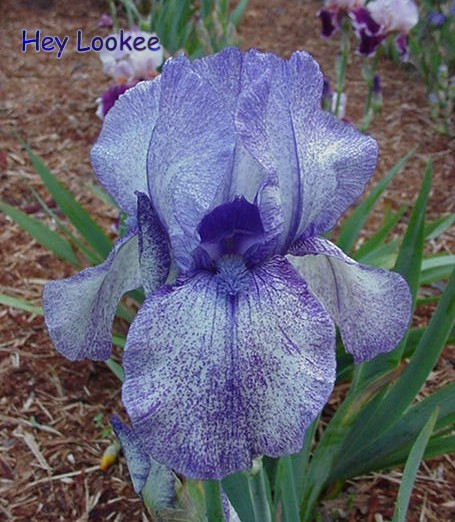 JPEG image