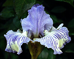 JPEG image
