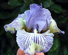 JPEG image