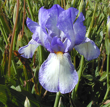 JPEG image
