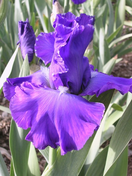 JPEG image