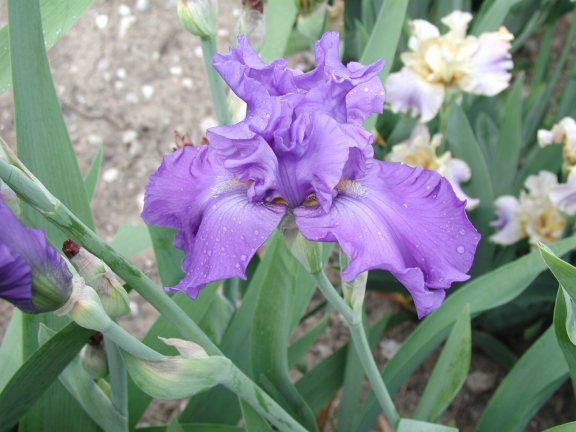 JPEG image