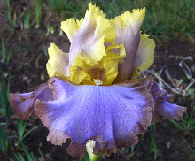 JPEG image