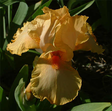 JPEG image