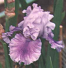 JPEG image