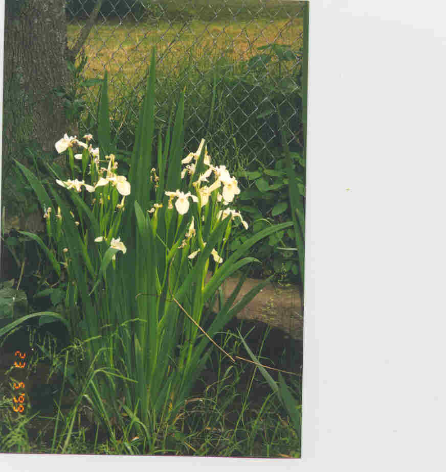 JPEG image