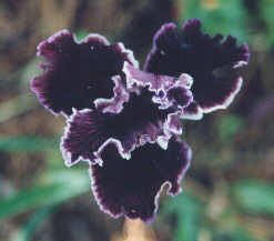 JPEG image