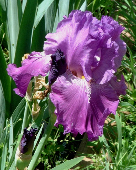 JPEG image