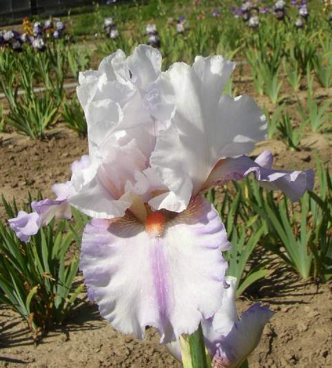 JPEG image