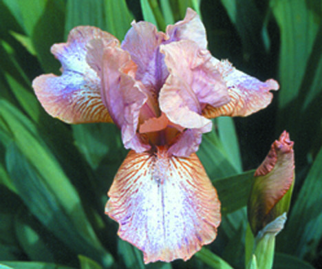 JPEG image