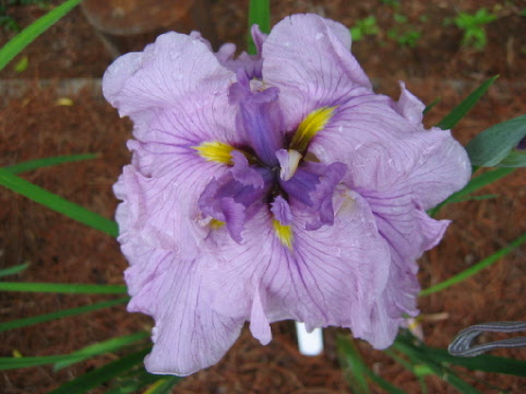 JPEG image