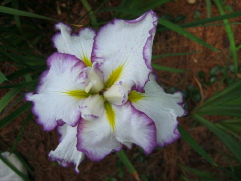 JPEG image