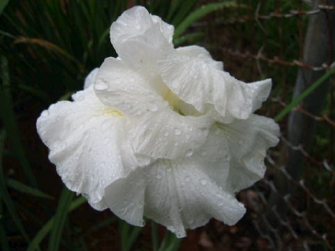 JPEG image