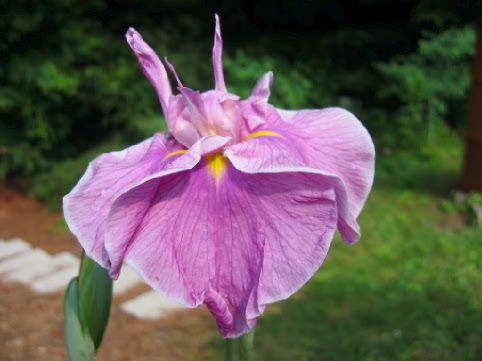 JPEG image