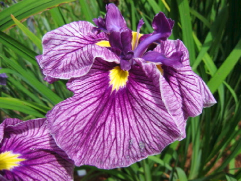 JPEG image