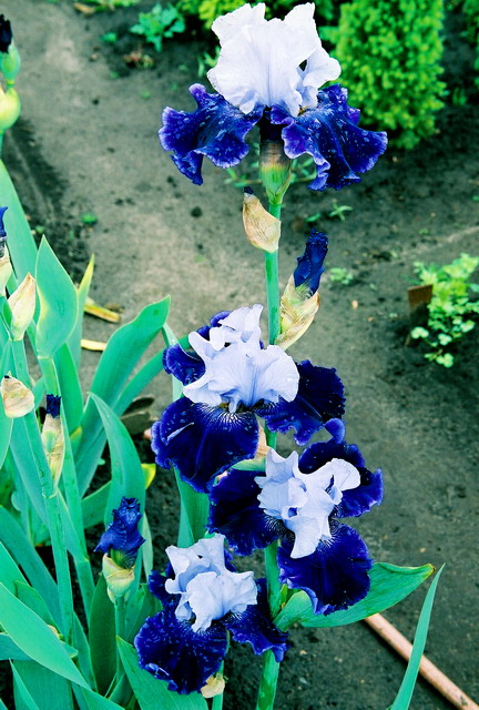 JPEG image
