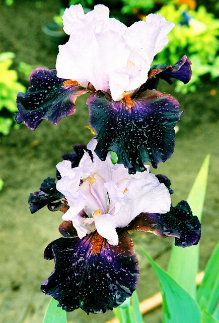 JPEG image