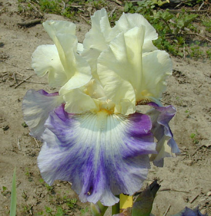 JPEG image