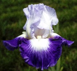 JPEG image