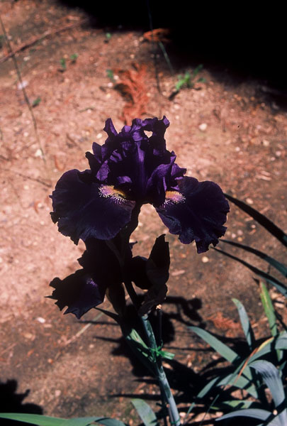 JPEG image
