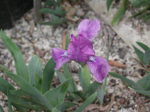 JPEG image