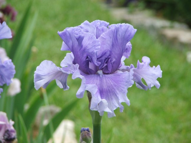 JPEG image