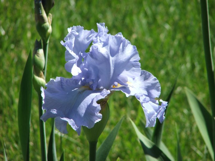 JPEG image