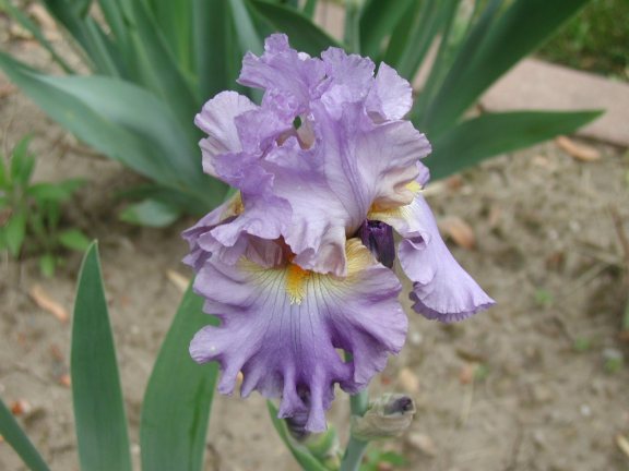 JPEG image