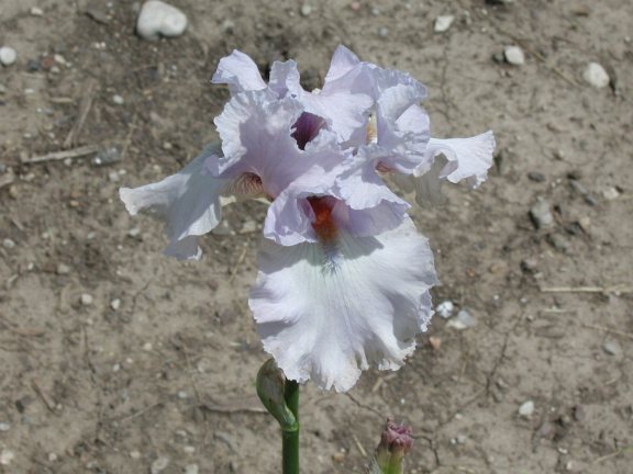 JPEG image