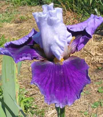 JPEG image