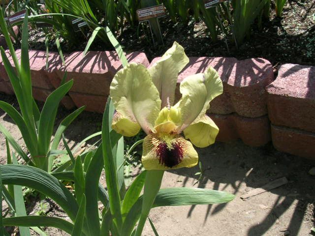 JPEG image