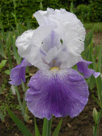 JPEG image