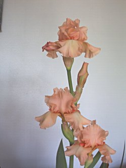 JPEG image