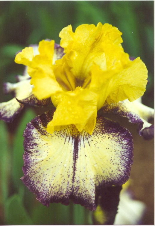 JPEG image