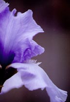 JPEG image
