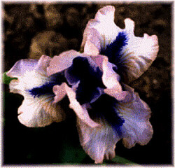 JPEG image
