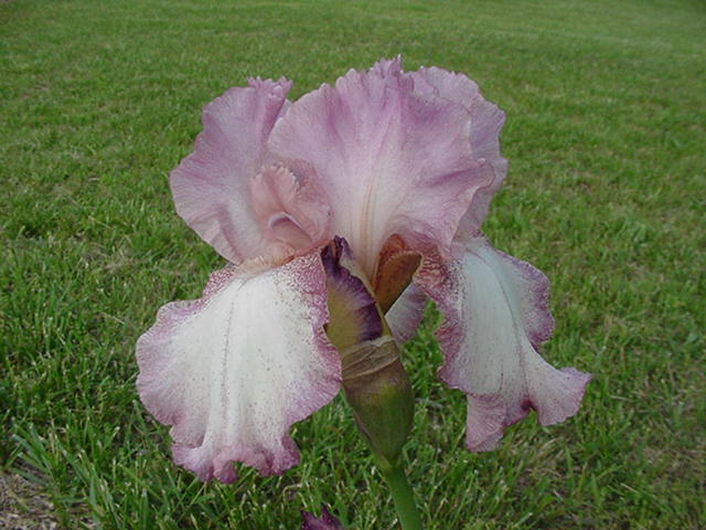JPEG image